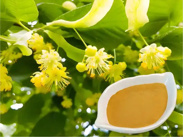 Tilia Extract