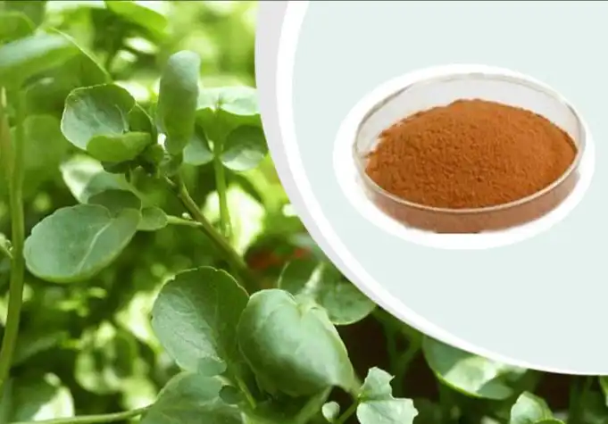 Watercress Extract Watercress Extract