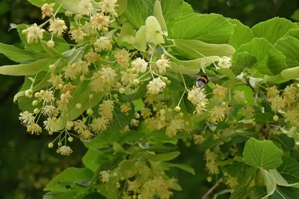 Tilia Extract