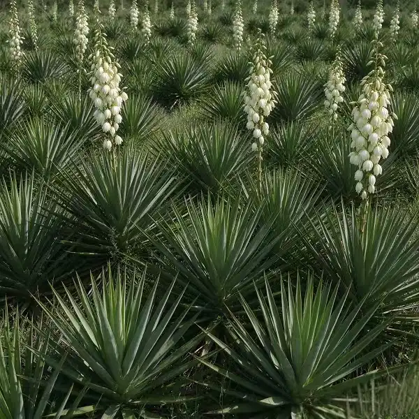 Yucca Extract Yucca Extract