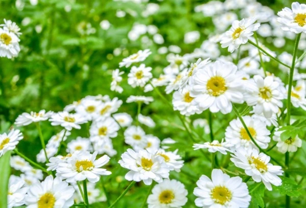 pyrethrum extract