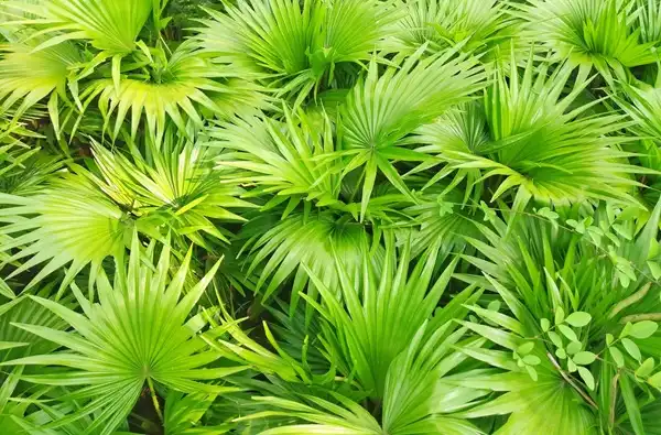 Saw Palmetto Extract Powder Saw Palmetto Extract Powder