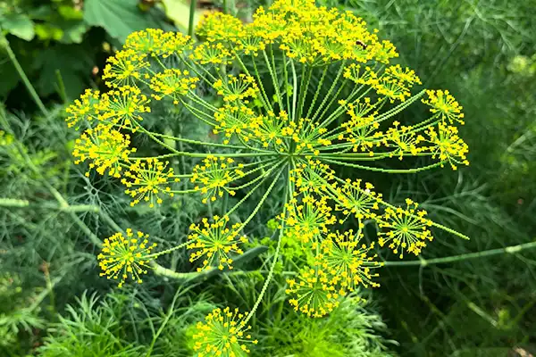 Dill Seed Extract: Natural Support for Digestive Comfort