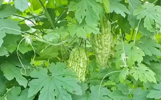 Can Bitter Melon Extract Powder improve blood sugar?