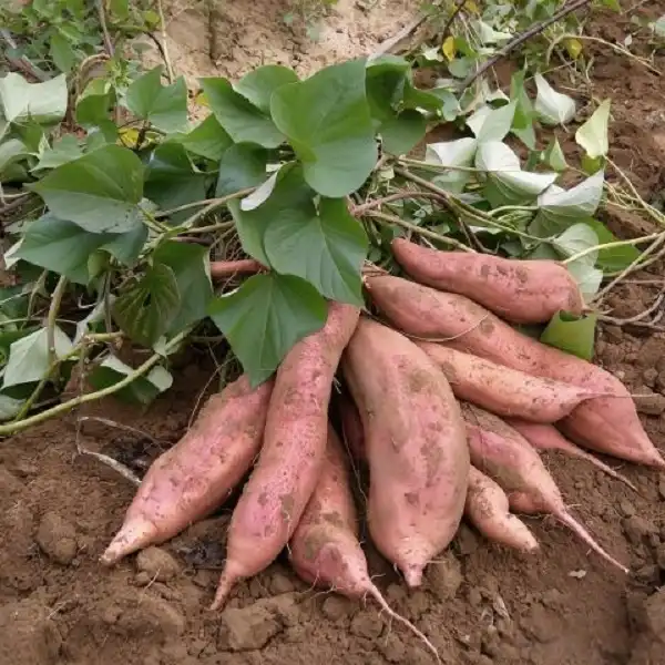 How Does Freeze Dried Sweet Potato Powder Boost Food Products?