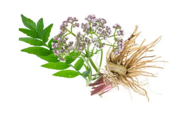 Premium Valerian Root Extract Powder for Natural Relaxation