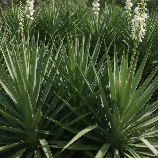 Yucca Extract vs. Saponin Powder: Which Is Best for Feed?