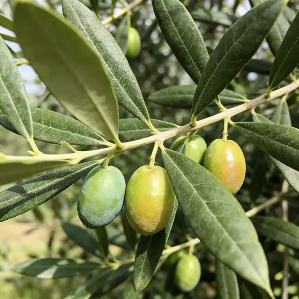 Does Olive Extract Powder Promote Healthy Cholesterol Levels?