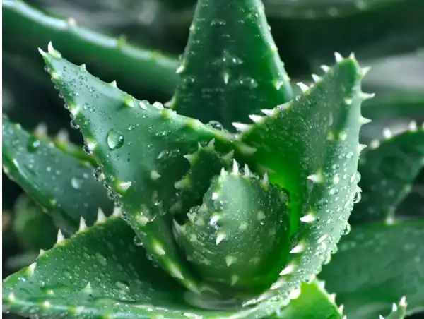 How to Choose a Top Aloe Vera Gel Powder Factory?