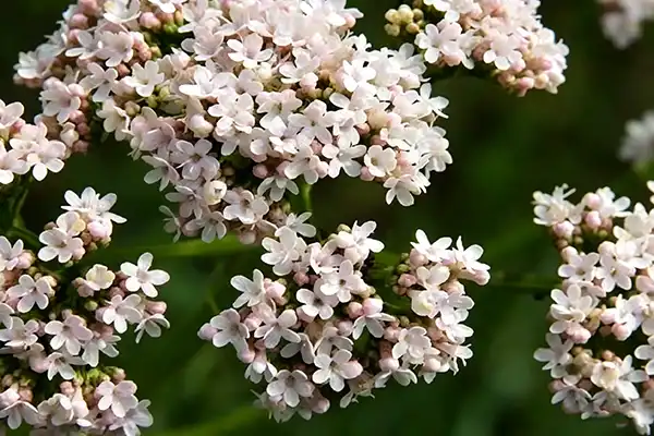 Valerian Root Extract Powder vs Whole Root Powder — Key Differences